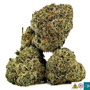 Alternative view of White Zushi Strain