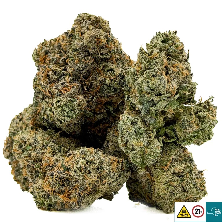 Cherry Malt Strain - Image 2