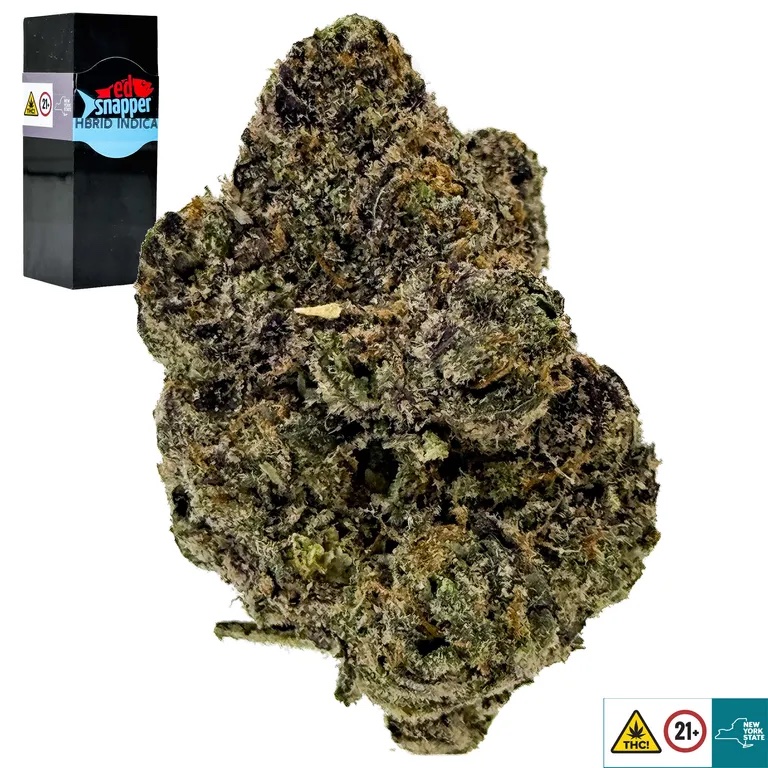 Red Snapper Strain