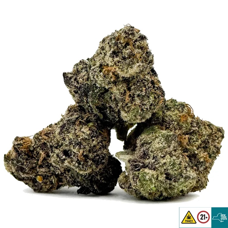Red Snapper Strain - Image 2