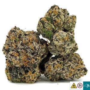 Nasty Girl Strain